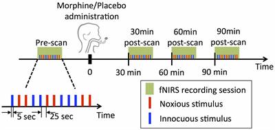 Morphine Attenuates fNIRS Signal Associated With Painful Stimuli in the Medial Frontopolar Cortex (medial BA 10)